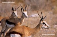 Springbok 89-16-08